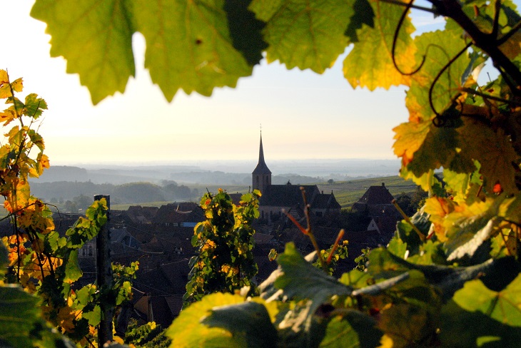 route des vins d'alsace