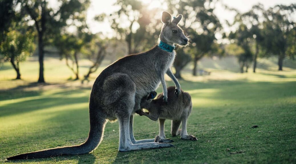 Séjour en Australie