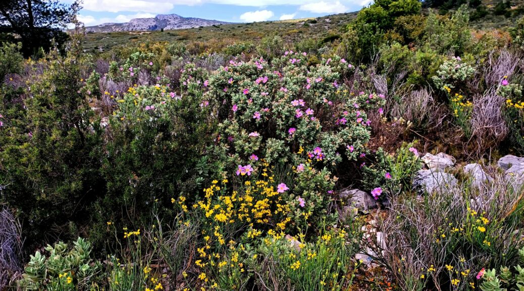 Miel de garrigue